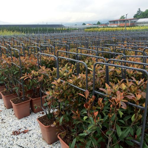 Espalier