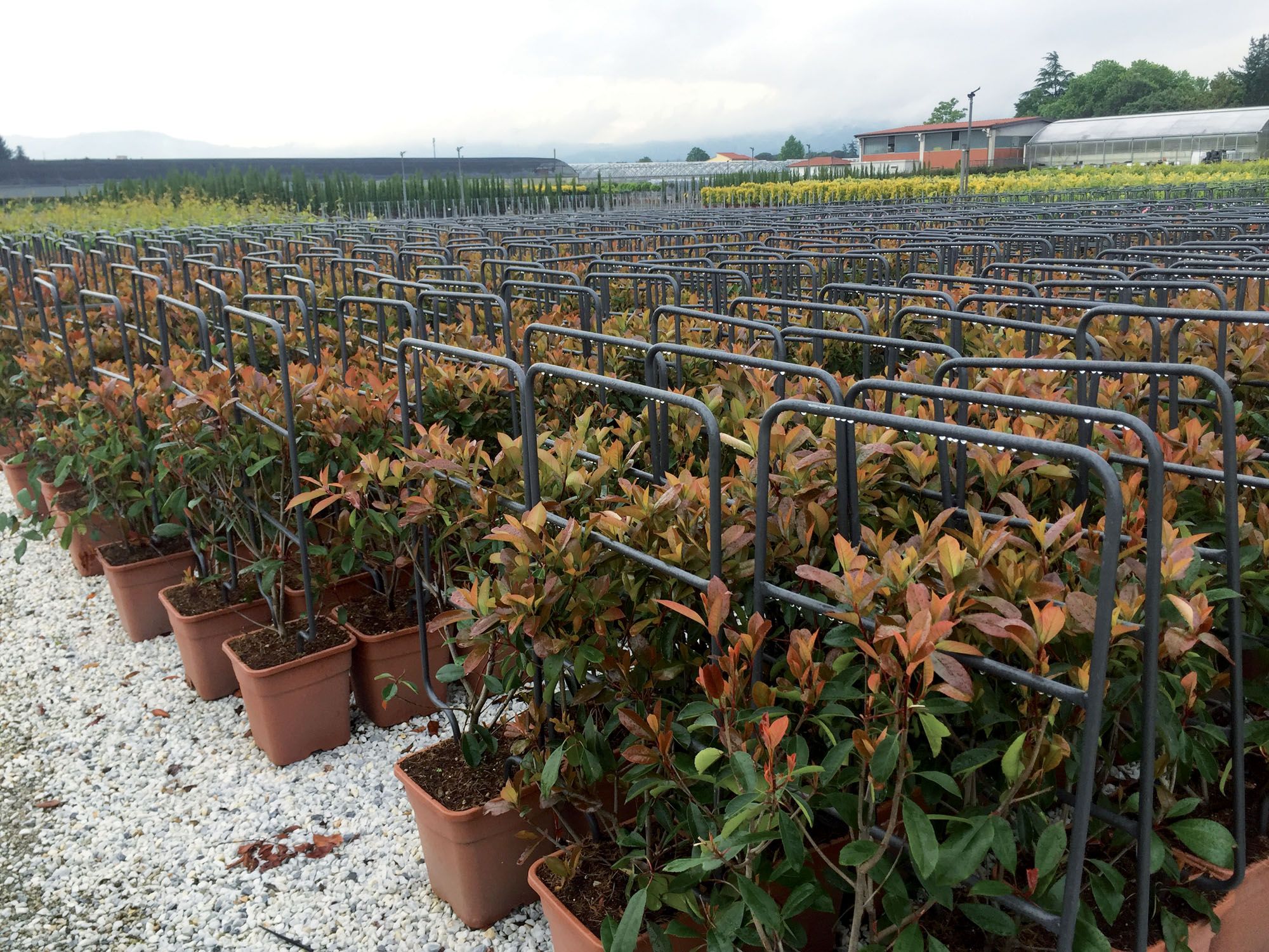Espalier