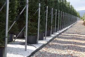 Supports pour les grands arbres