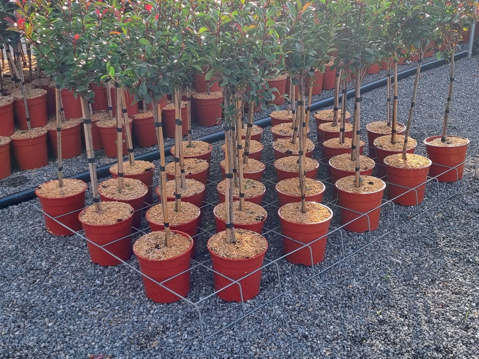 Vases de tutorat nets 'Green holder'